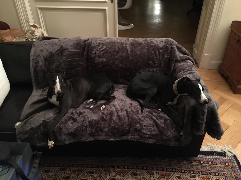 Bibi unser 3-beiniges Whippet Männlein